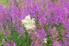 Norway, Svalbard. Close-up of meadowsweet and pink fireweed flowers. Art Print